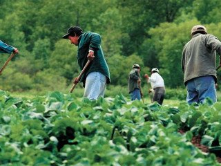 Farm worker, general