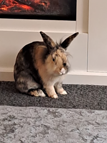 female-neutered-rabbit-big-0