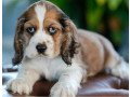 nationwide-puppies-find-the-cutest-puppies-for-sale-nationwide-small-0